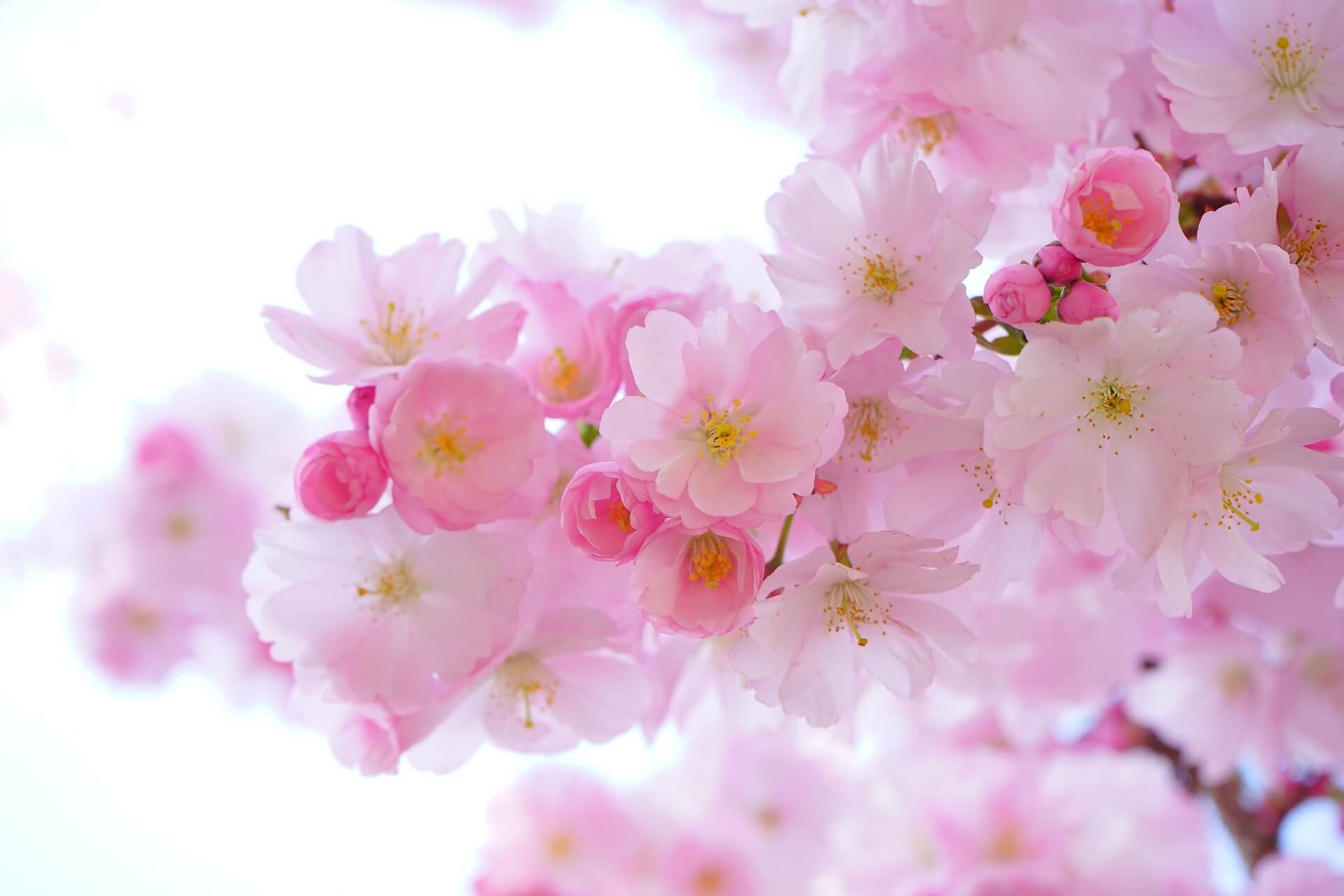 Поздравления и пожелания 3 (закрытая тема) - Страница 3 Cherry-blossom-howto-photo-6-macro